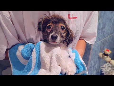 Bath, Vet And A Warm Bed For Abandoned Little Puppy #Video