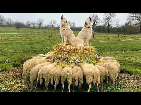 Animals Council Having A Serious Meeting For No Reason #Video
