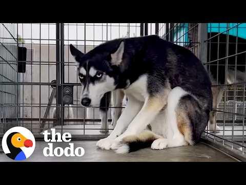 Husky Who Got Dumped For Being 'Too Much' Gets Adopted #Video