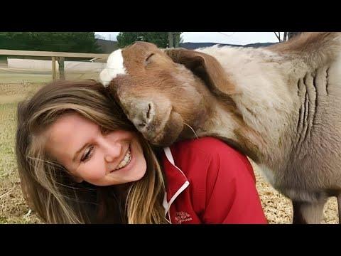 Cute Farm Animals Show Love to Their Owners in the Best Way They Can #Video