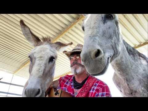 Best Friends Two Donkeys and a Music Man Enjoying Live Music Horse With No Name #Video