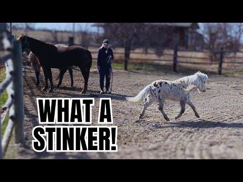 This Tiny HORSE thinks he is in charge! The Clever Cowgirl #Video
