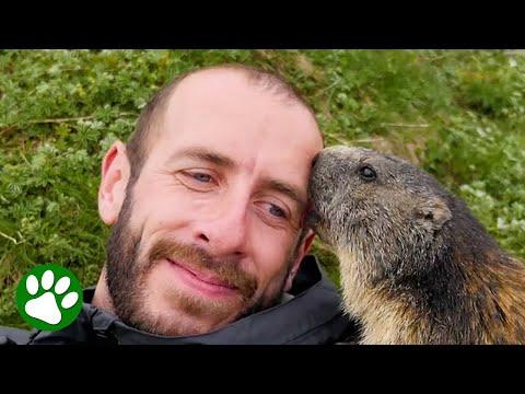 Hiker's magical wildlife moment #Video