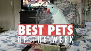 Best Pets of the Week Video Compilation | Week 2 March 2018