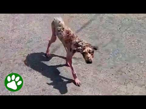 Homeless puppy's amazing transformation #Video