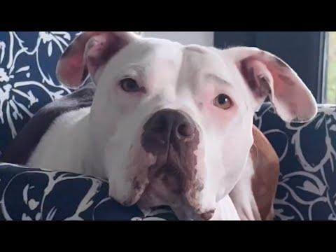 Rescue dog loves to hold hand #Video