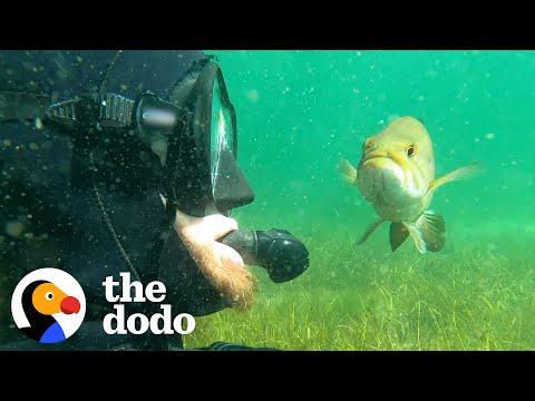 Wild Fish Follows His Diver Best Friend Everywhere #Video
