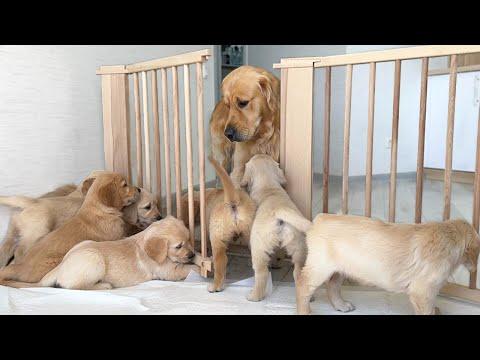 Golden Retriever Dad Meets His 11 Puppies #Video
