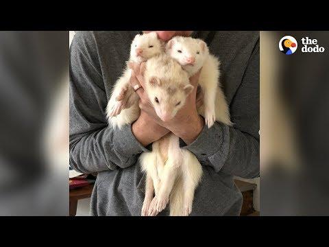 This Couple Can't Stop Adopting Ferrets | The Dodo