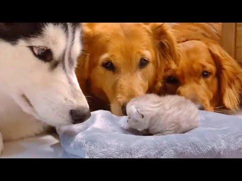 Golden Retrievers and Husky Meeting Their Best Friends Newborn Kitten Video