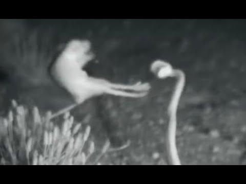 Rat Kicks Snake In The Face - Your Daily Dose Of Internet