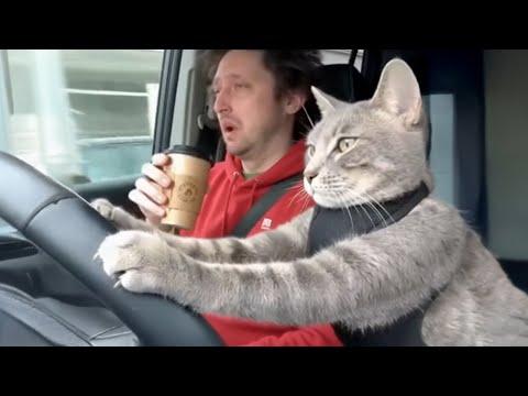When God Sends You the Funniest 200IQ Cat on Earth #Video