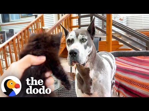 Reactive Great Dane Discovers Her Calling As A Foster Mom To Kittens #Video