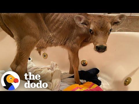 Skin And Bones Calf Who Looked Like He Was Crying Is SO Happy Now #Video