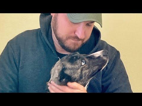 Shelter dog meets the man of her dreams #Video