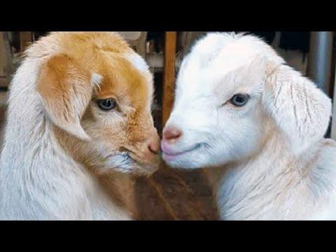 Cute Baby Goats Jumping – Goat Cute Videos – Funny Goats Video