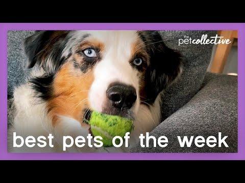 Ball Is Life Video | Best Pets of the Week