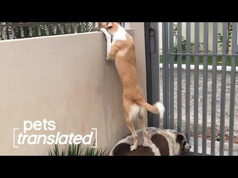 Team Work Makes The Dream Work| Pets Translated Video