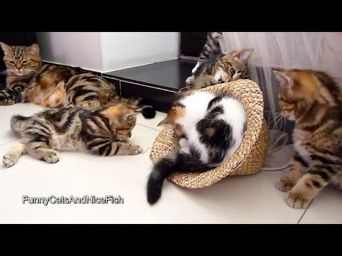 Funny Cats And Hat