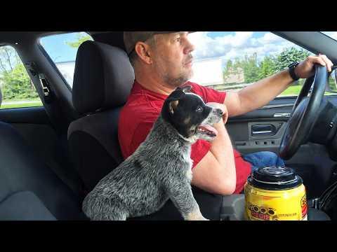 When Puppies Never Have a Boring Day With Dad #Video