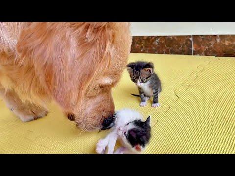 Golden Retriever & His Bestie Found Stray Kittens and Bring them Home #Video