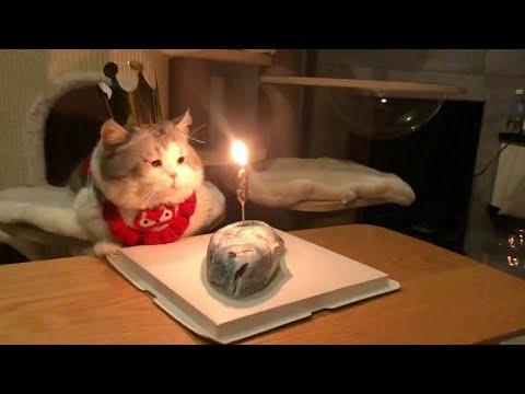 Munchkin Kitty Gets Fish Cake On Birthday #Video