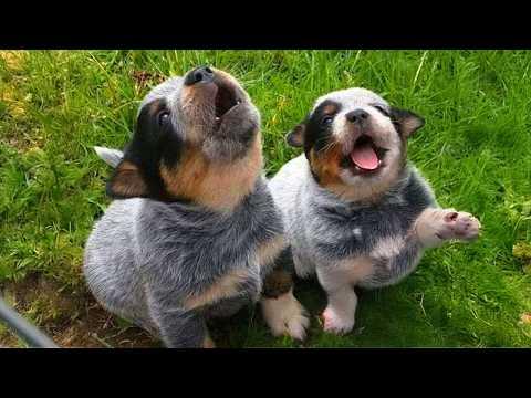 You Can’t Watch These Cute PUPPIES Just Once!  #Video