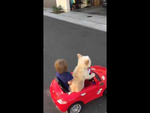 Dog Drives Little Boy In Car.....Daisy Driving Oliver