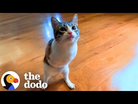 Two-Legged Cat Is Abandoned For How She Uses The Litter Box #Video