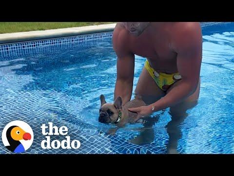 Pool-Obsessed Dog Spends His Whole Summer In The Water #Video