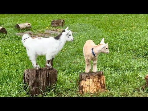 Baby goats wake up! #Video