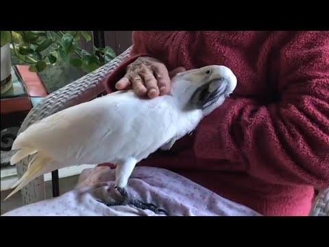 Cockatoo is obsessed with grandma #Video