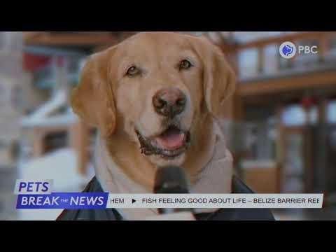 Pets Break the News - New Year, New Law
