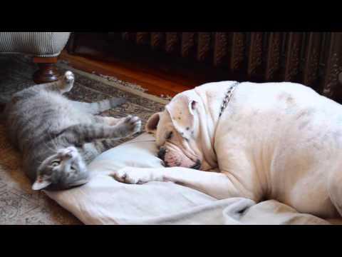 When A Cat Loves A Bulldog