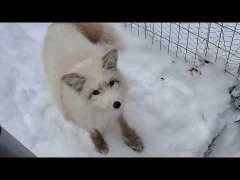 Wild Wemsie and Floofala fox have a snow day #Video