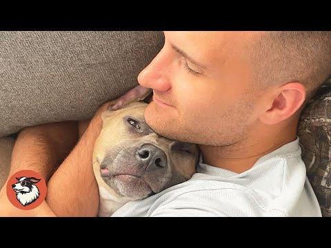 No One Warns You What It’s Really Like to Live With a Pit Bull #Video