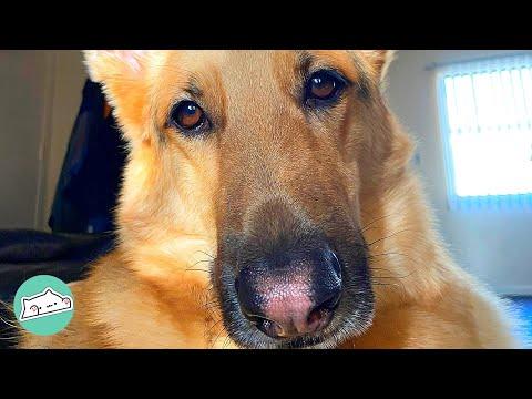 German Shepherd Finally Found a Brother Pup to Look After #Video