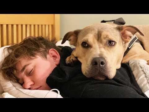 Pitbull With a Broken Heart Found Someone Who Healed Him #Video