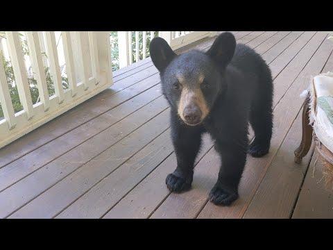 Cub Milo Gets Chewed Out #Video