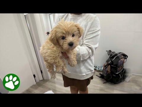 Somebody put this puppy in a box and sent it in the mail #Video