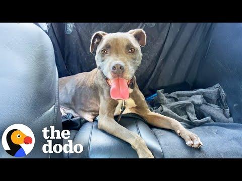 Girls Trip Turns Into A Pittie Rescue Mission