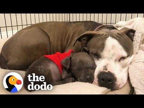 Tiniest Pittie Puppy Heals A Stray Dog's Heart #Video