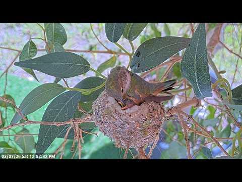 Loving Allen’s Hummingbird Mom Feeds 6 & 7-Day-Old Chicks While Shielding Them from the Wind #Video