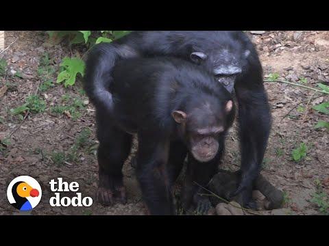 The Way These Chimps Help Their Friends Is So Human #Video