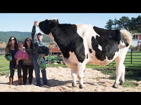 MEET Danniel, The World's Tallest Cow!