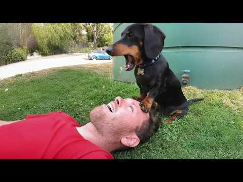 Puppies Go Crazy with Their Humans #Video