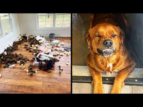 Naughtiest Pet Videos On The Internet | YOUR Daily Dose of Pets #Video