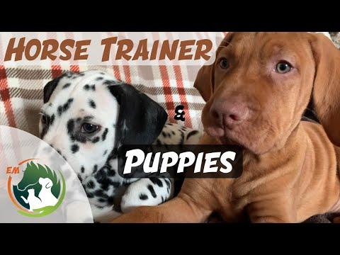 Training my two new PUPPIES! | Horse Trainers techniques!