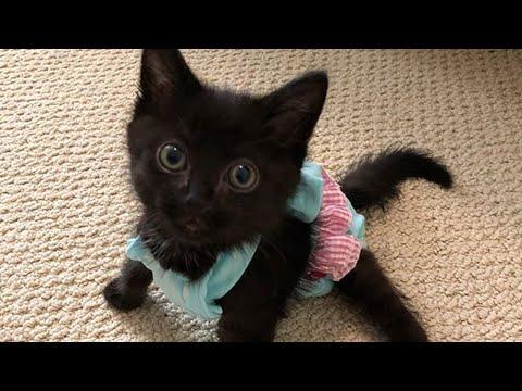 Paralyzed Kitten Won't Stop Zooming Around After Rescued
