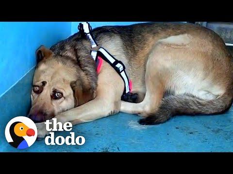 Rescue Dog Hides In The Corner Until The Right Person Comes Along #Video